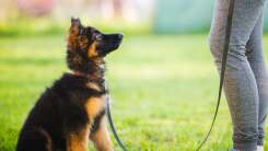 كيفية مشاهدة Puppy Bowl XVII في Super Bowl Sunday كيفية مشاهدة Puppy Bowl XVII في Super Bowl Sunday